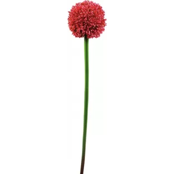 EUROPALMS dirbtinis česnako (allium) stiebas, raudonas, 55 cm, 82530568