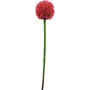 EUROPALMS dirbtinis česnako (allium) stiebas, raudonas, 55 cm, 82530568