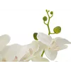 EUROPALMS Orchid Artificial Plant, Cream, 80cm 82530361