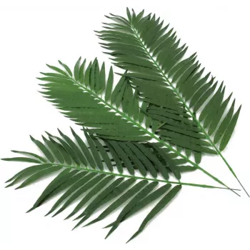 EUROPALMS dirbtinės kokospalmės lapų šakelės, 80 cm, 12 vienetų rinkinys 82509895