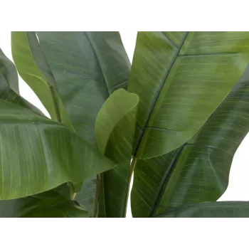 EUROPALMS Dirbtinis bananų medis, 120cm, tikroviški žali lapai, juoda vaza 82509537