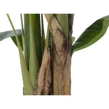 EUROPALMS Dirbtinis bananų medis, 120cm, tikroviški žali lapai, juoda vaza 82509537