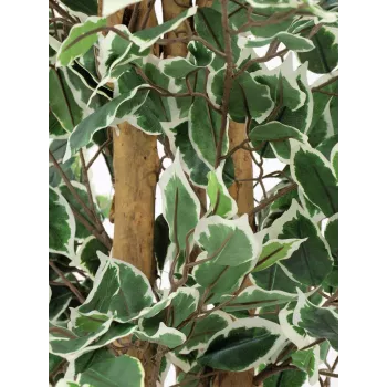 EUROPALMS Silberficus Benjamina dirbtinis augalas, 180 cm 82506116