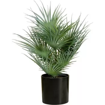 EUROPALMS dirbtinė vėduoklinė palmė vazonėlyje, 55 cm 82509401