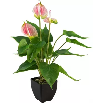EUROPALMS Anthurium dirbtinis augalas, baltai rausvas, 60 cm 82540348