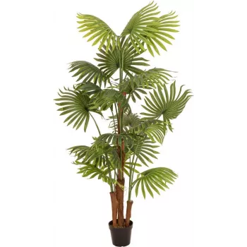 EUROPALMS Dirbtinė vėduoklinė palmė, 165 cm 82509305