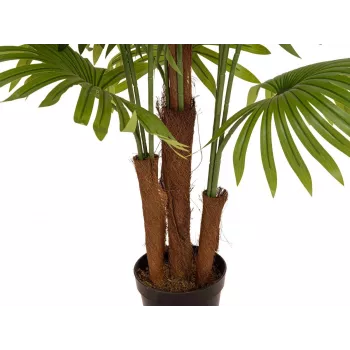 EUROPALMS Dirbtinė vėduoklinė palmė, 165 cm 82509305