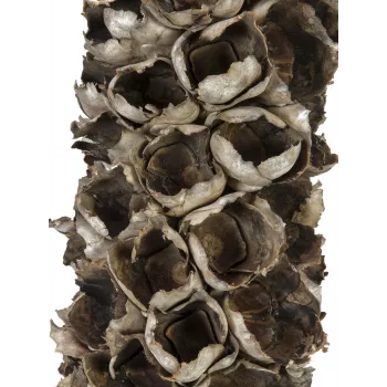 EUROPALMS Cacho Coco dirbtinė kokoso palmė, 120-190 cm, tikro medžio kamienas, 12 lapų, skirta patalpoms 83502349