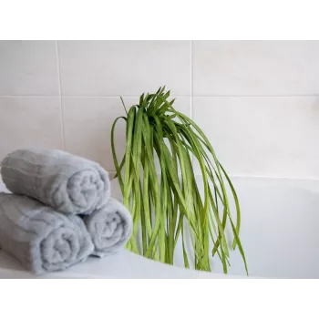EUROPALMS Dirbtinis jūros žolės augalas (EVA), žalias, 100 cm 82531062