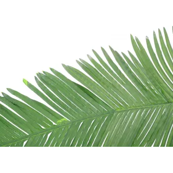 EUROPALMS dirbtinė kokoso karališkosios palmės lapė, 180cm 82509847