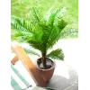 EUROPALMS Cycas Palm dirbtinis augalas, 70 cm 82509604