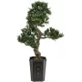 EUROPALMS Bonsai Podocarpus dirbtinis augalas, 80cm 82600116