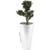 EUROPALMS Bonsai Podocarpus dirbtinis augalas, 80cm 82600116