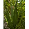 EUROPALMS Aloe (EVA), dirbtinis, žalias, 50cm (82530570)