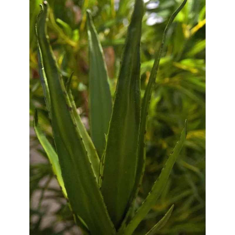 EUROPALMS Aloe (EVA), dirbtinis, žalias, 50cm (82530570)