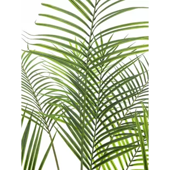 EUROPALMS Großblatt-Areca dirbtinė arekos palmė, 185 cm (82509442)