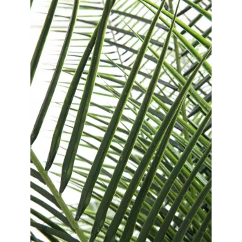 EUROPALMS Phoenix Palm Deluxe dirbtinis augalas 220cm 82509722