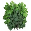 EUROPALMS dirbtinė Ficus Benjamina šakelė, 12 vnt. rinkinys 82506101