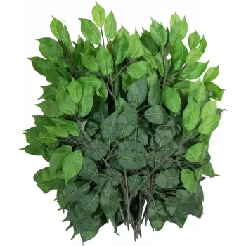 EUROPALMS Ficus Benjamina dirbtinė šaka, 60 cm, 12 vnt. rinkinys, žalia 82506101