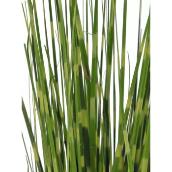 EUROPALMS Zebra Grass, dirbtinė žolė, 90cm 82505863