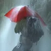 Parasol Euroschirm Birdiepal Outdoor - Raudonas